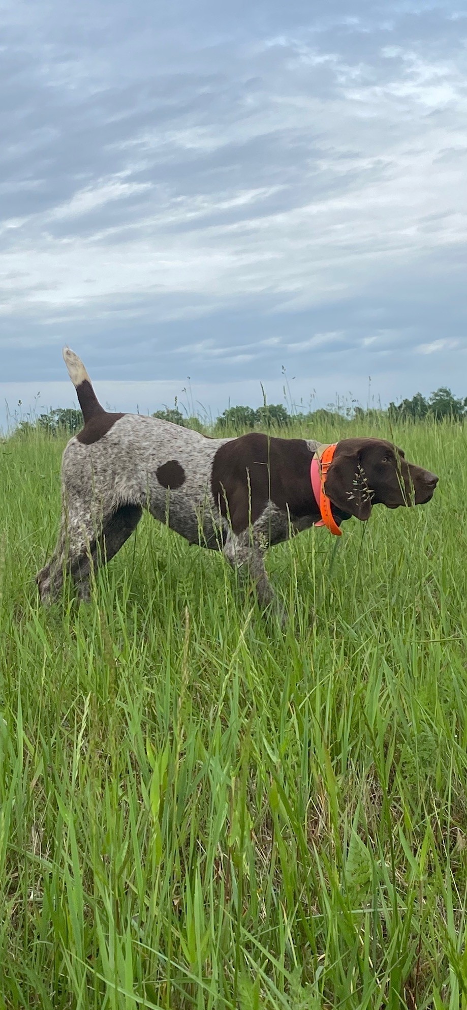 WCKS CRAZY EX-GIRLFRIEND - WILLOW