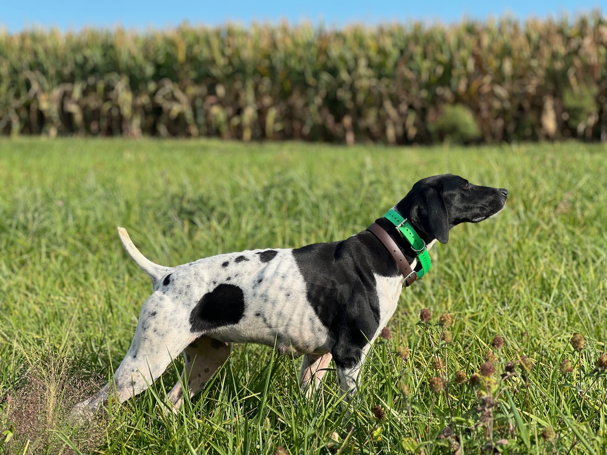 WCK'S DIAMONDS ARE A GIRL'S BEST FRIEND ASPEN