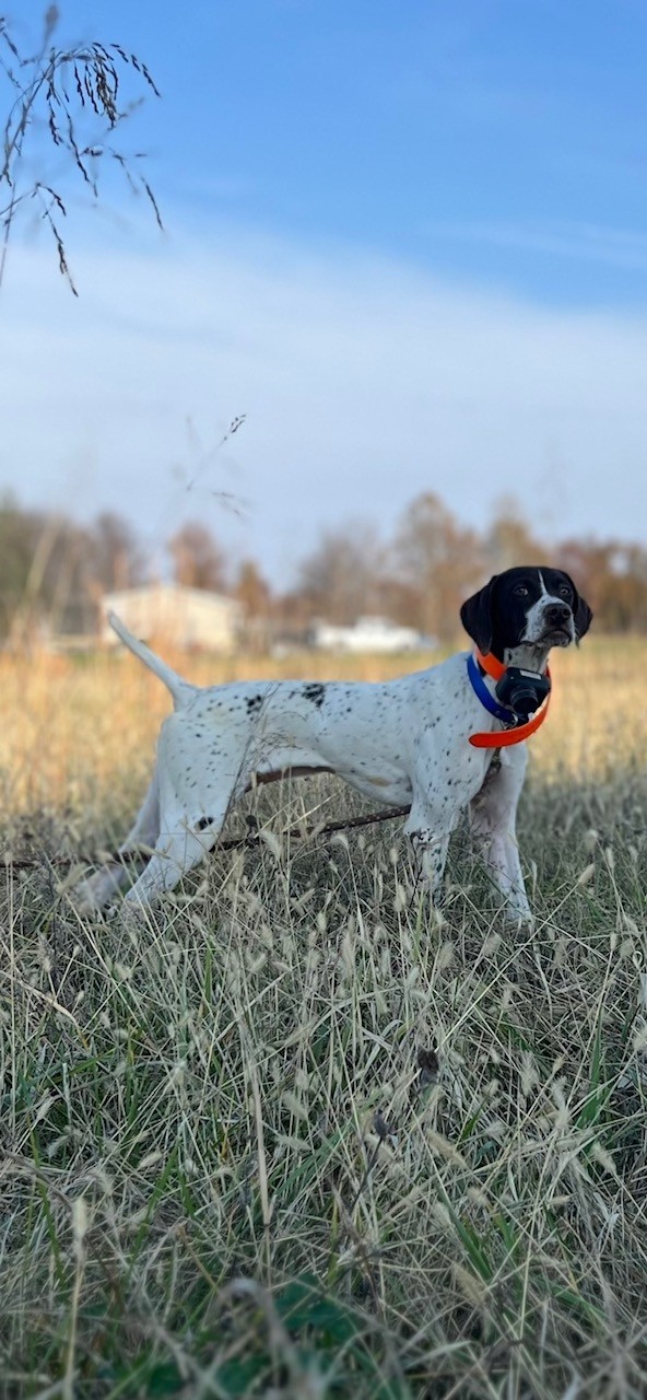 WCKS HI-TAILYN CLOWNS MAGIC BONNIE