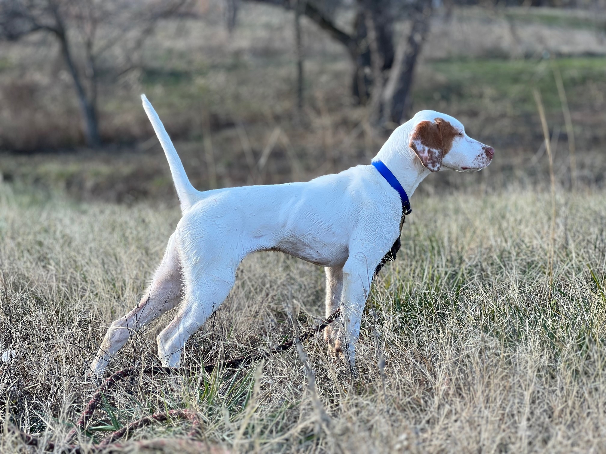 WCK'S CACKLING ELHEW SINBAD'S ADDEE