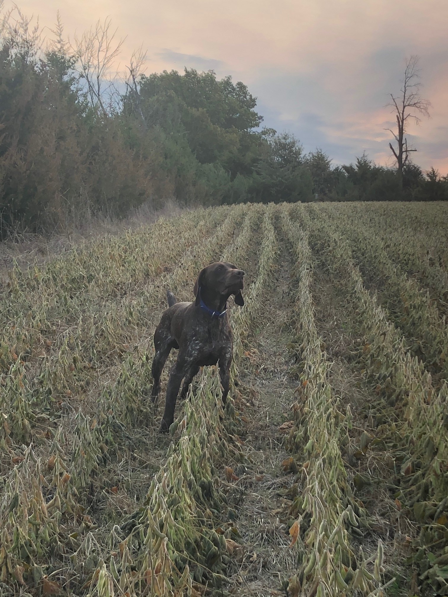 WCKS SHARP DRESSED MAN - TRIPP