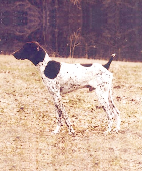 FC AFC DIXIELAND RUSTY HOF