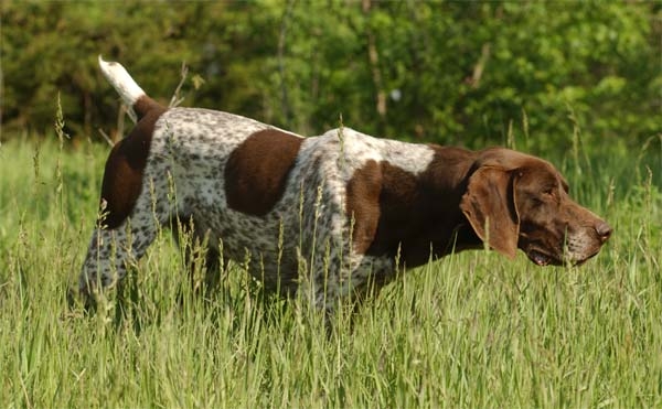 JAEGERHOF'S SIR HENRY HIGGINS MH