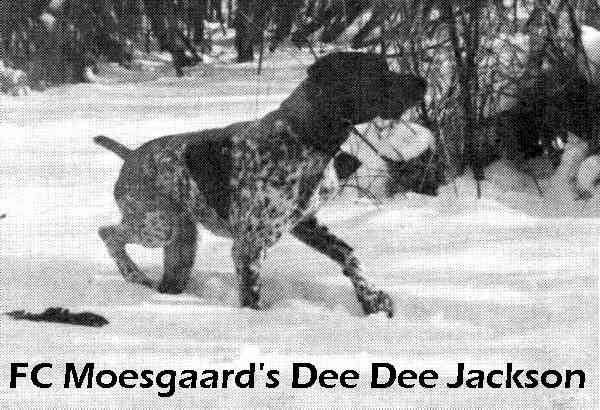 FC MOESGAARD'S DEE DEE JACKSON