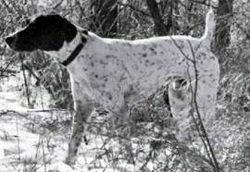 NAFC FC AFC PJ WILDFIRE