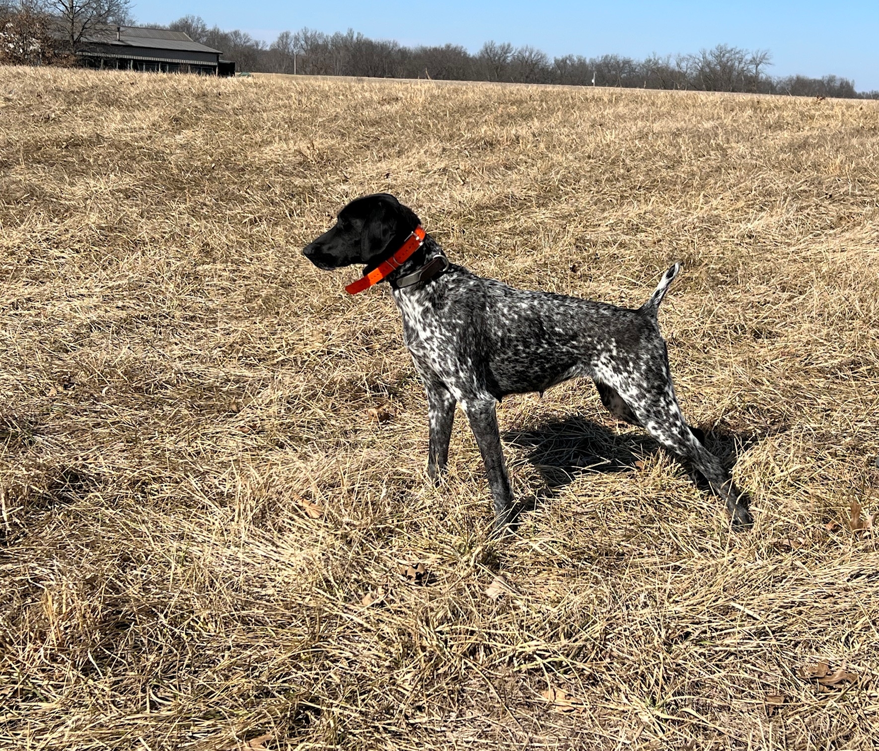 WCK'S LAZY CREEK LITTLE LUNATIC 