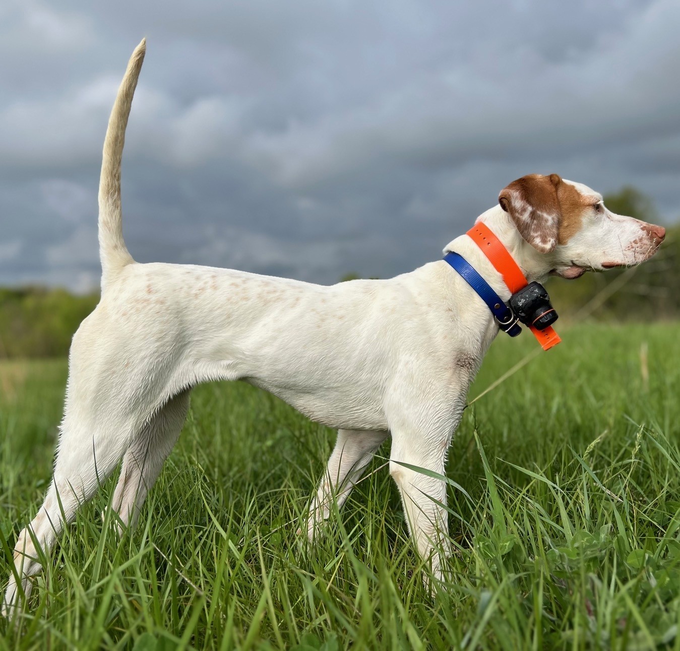 WCKS CACKLING ELHEW SINBADS ADDEE