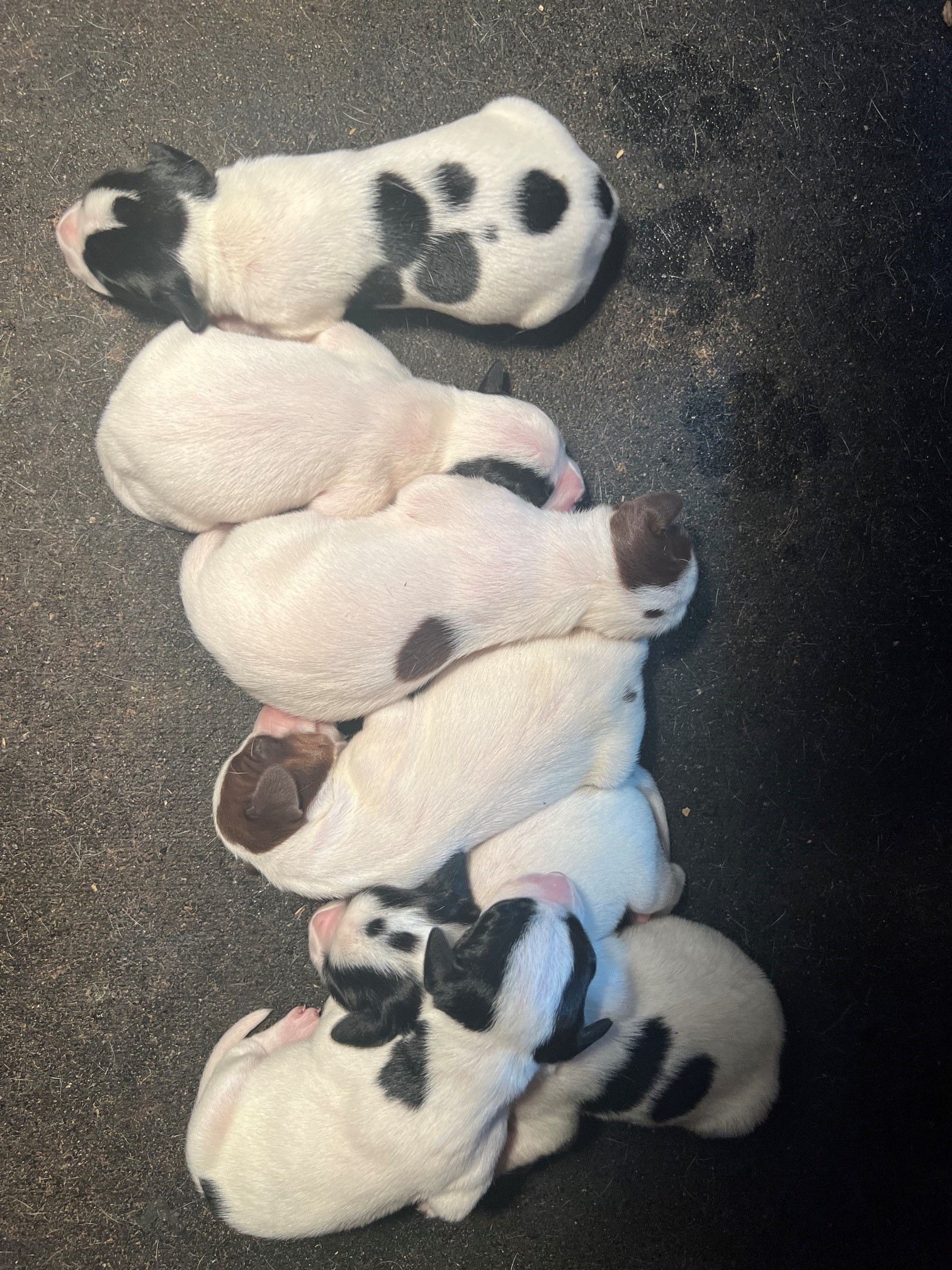 ADDEE X KOAL LITTER 2026